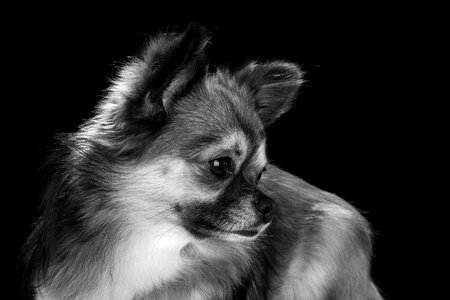 Cute pets portrait
