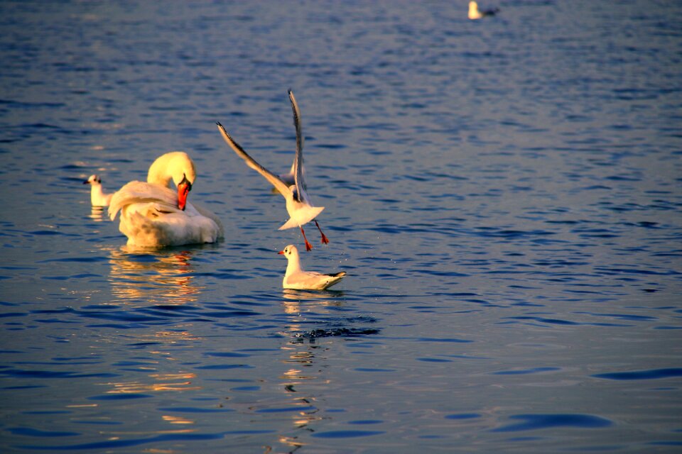 Water bird nature