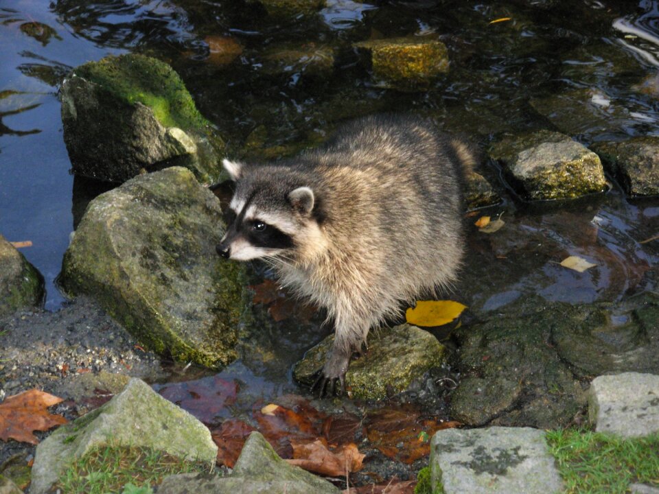 Cute wildlife wild