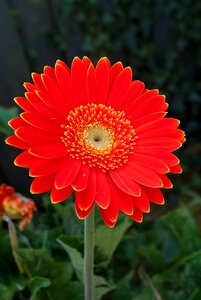 Flower flower garden summer