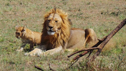 Lion africa savannah photo