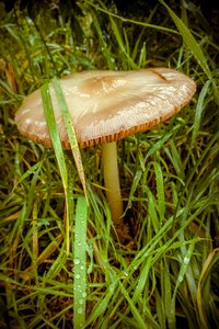 Green autumn grass