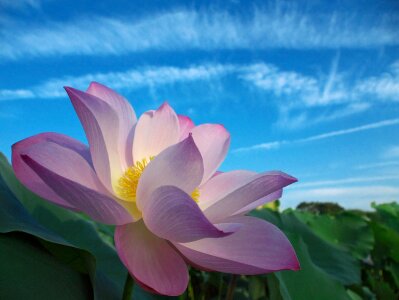 Petals floral blossom