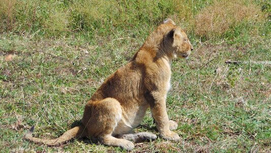 Lionet africa savannah
