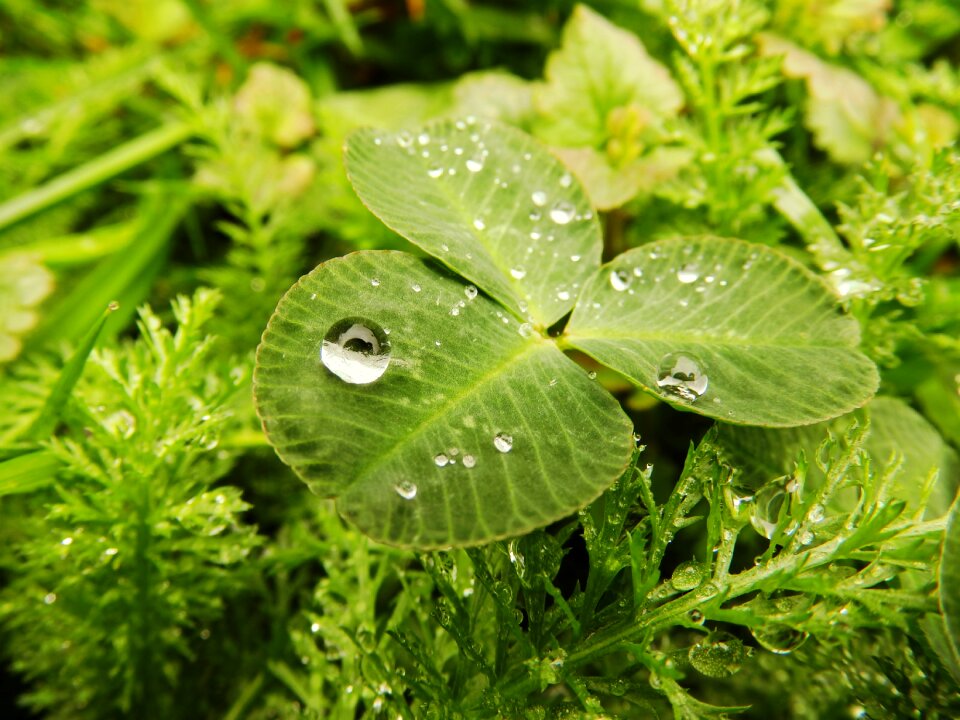 Rainy weather raindrop water-drop