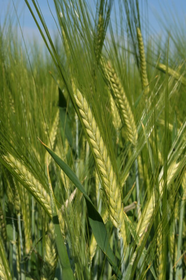 Barley field nature ear