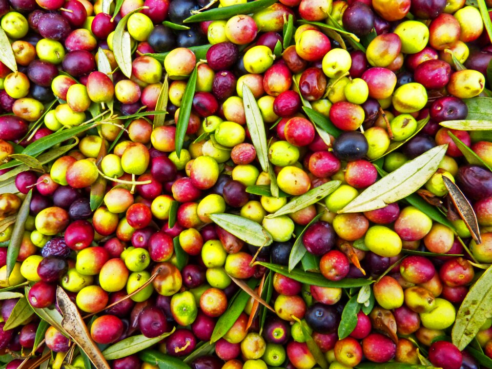 Olivas arbequina harvest
