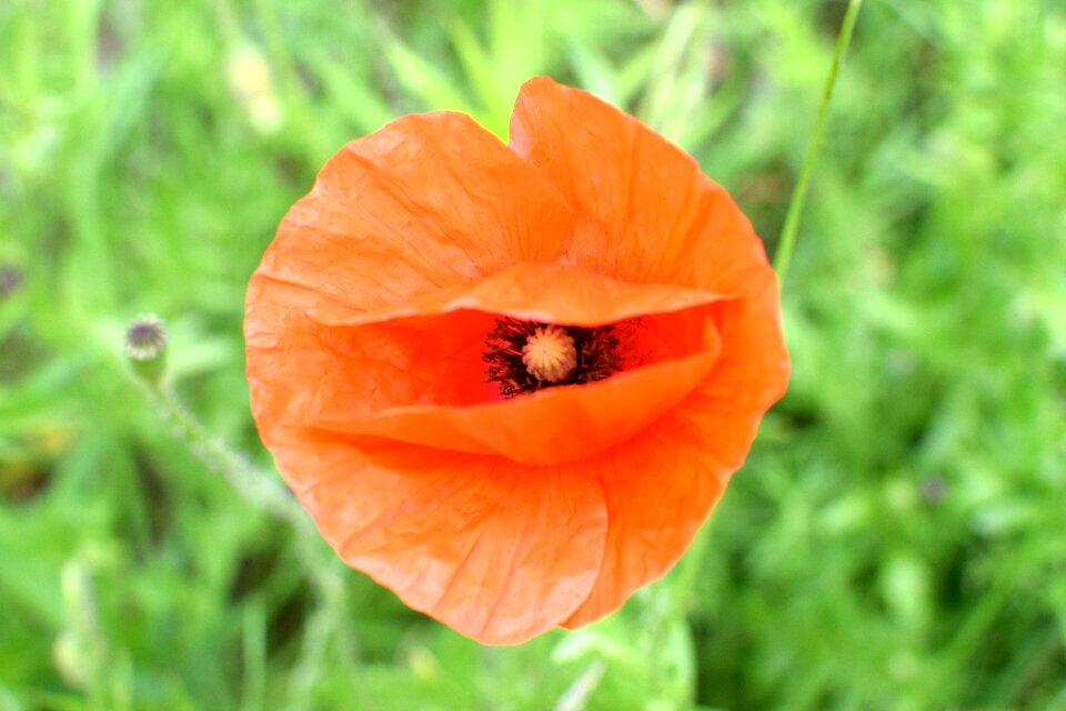 Blossom bloom klatschmohn photo