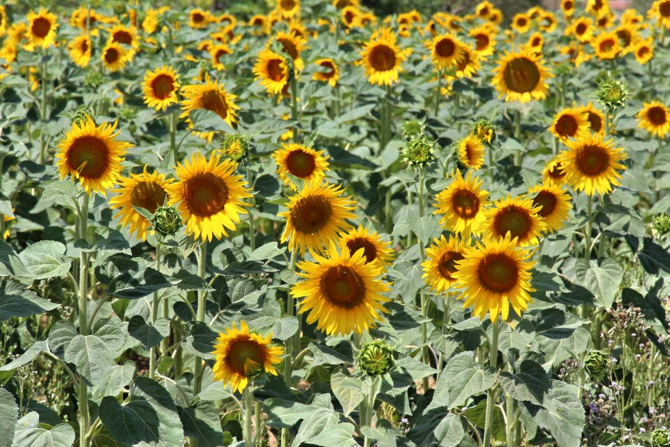 Farming nature flower