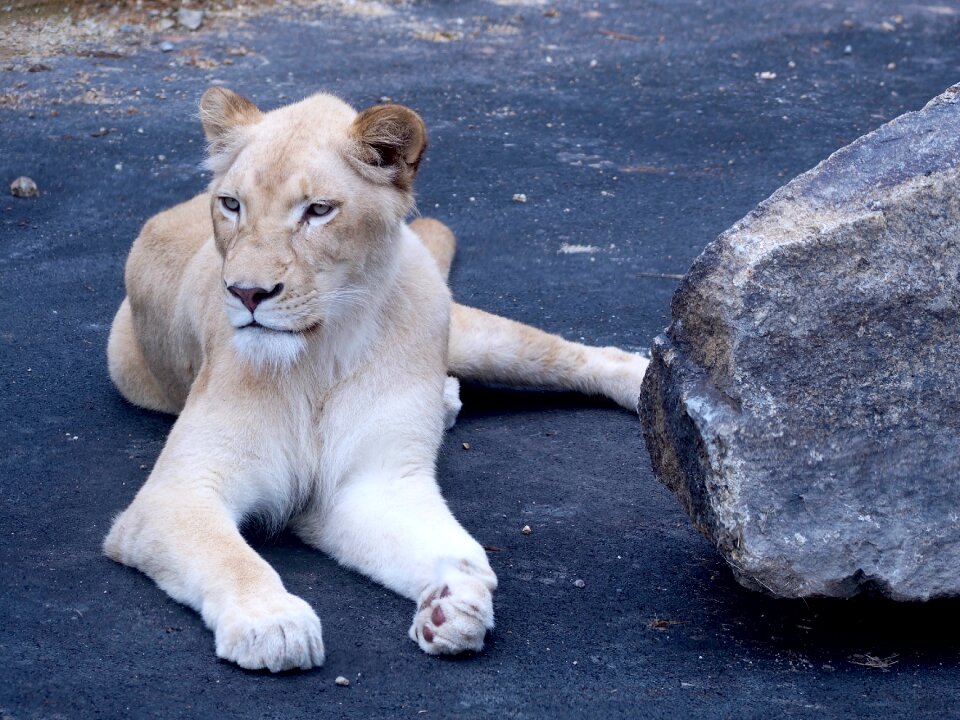 White female female lion
