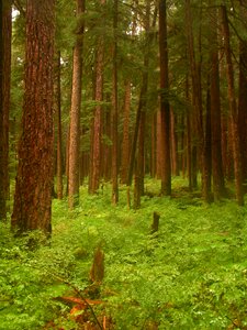 Green nature olympic national park