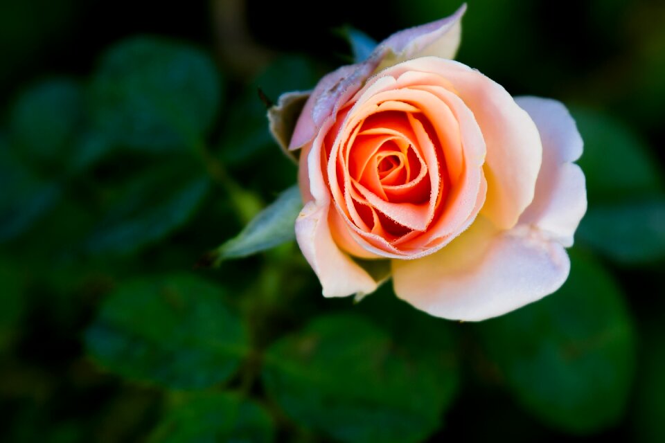 Flower floral fresh