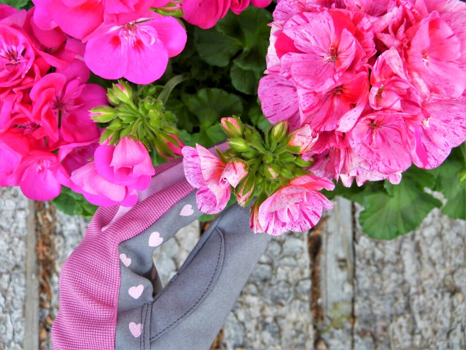 Garden flower care blossom