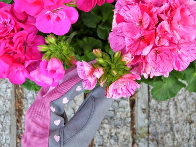 Garden flower care blossom