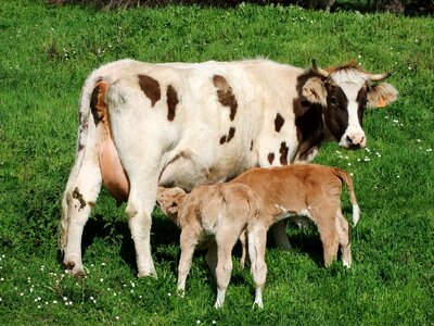Cow with calf mammal animal pastures photo
