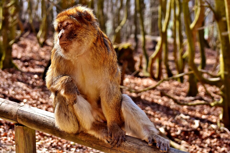 Monkey mountain salem animal wild animal