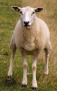 Fur agriculture animals
