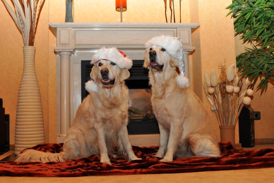 Christmas card christmas dog christmas motif