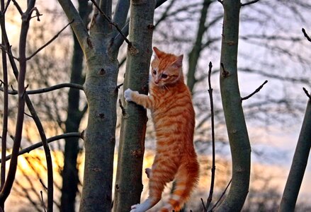Red cat young cat cat baby