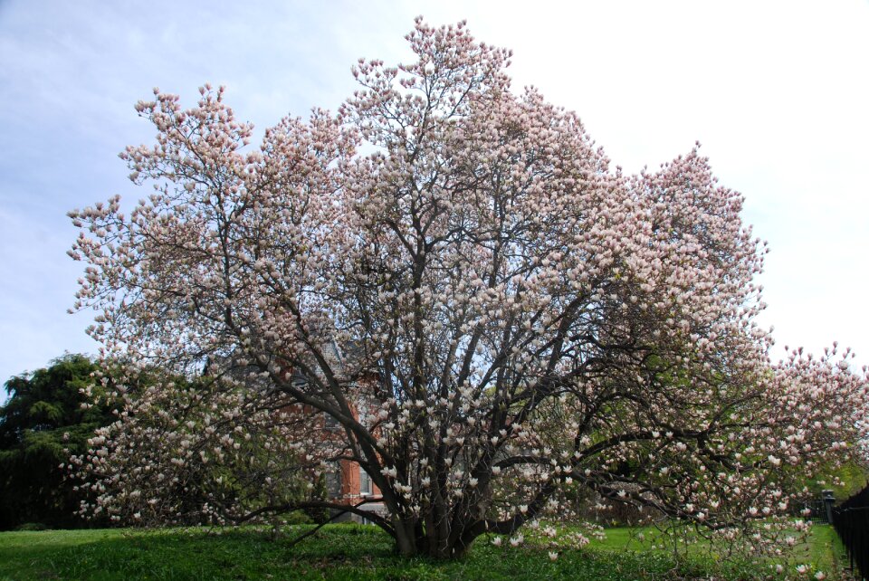 Cherry pink bloom