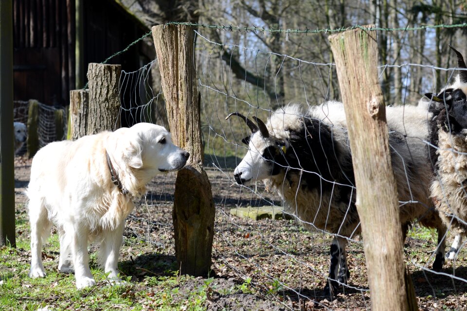 Animal portrait curious dog and goat photo