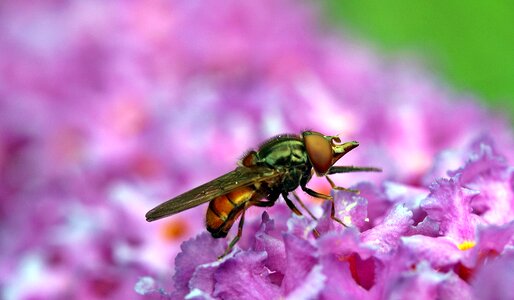 Rhingia campestris snouts-schwebfliege insect
