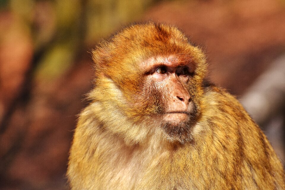 Monkey mountain salem animal wild animal