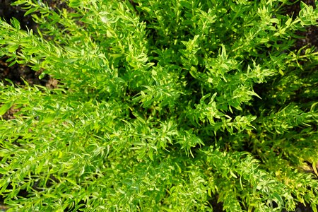Nature garden plant