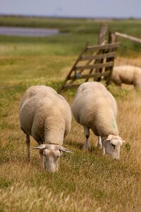 Fur agriculture animals