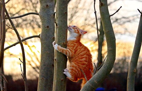 Red cat young cat cat baby