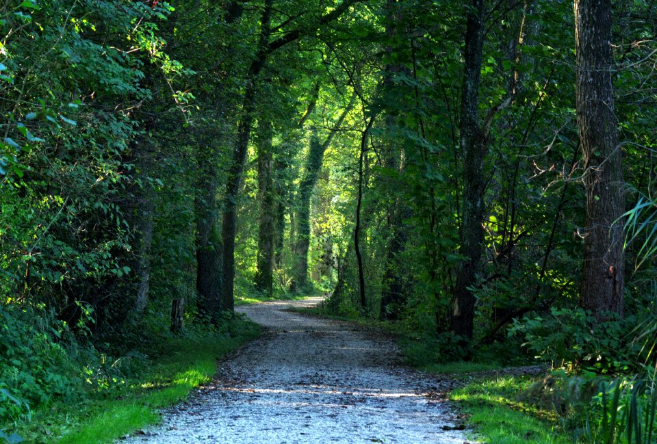 Lane nature green