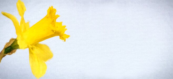 Yellow flower spring flower text freedom photo