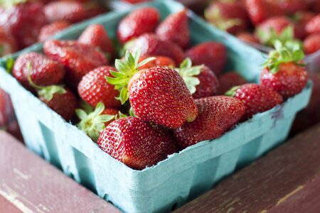 Sweet summer garden
