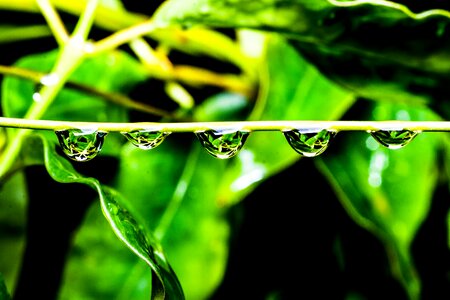 Nature leaf fresh