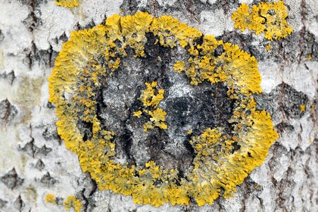 Tree frame foliose