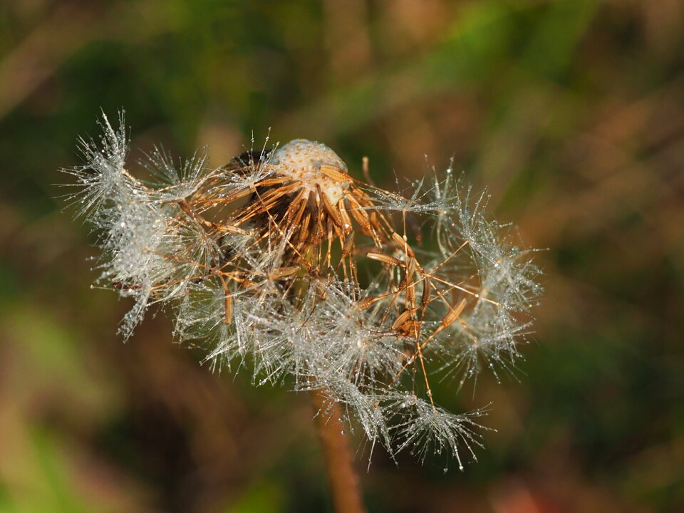 Faded dandelion dandelions nature