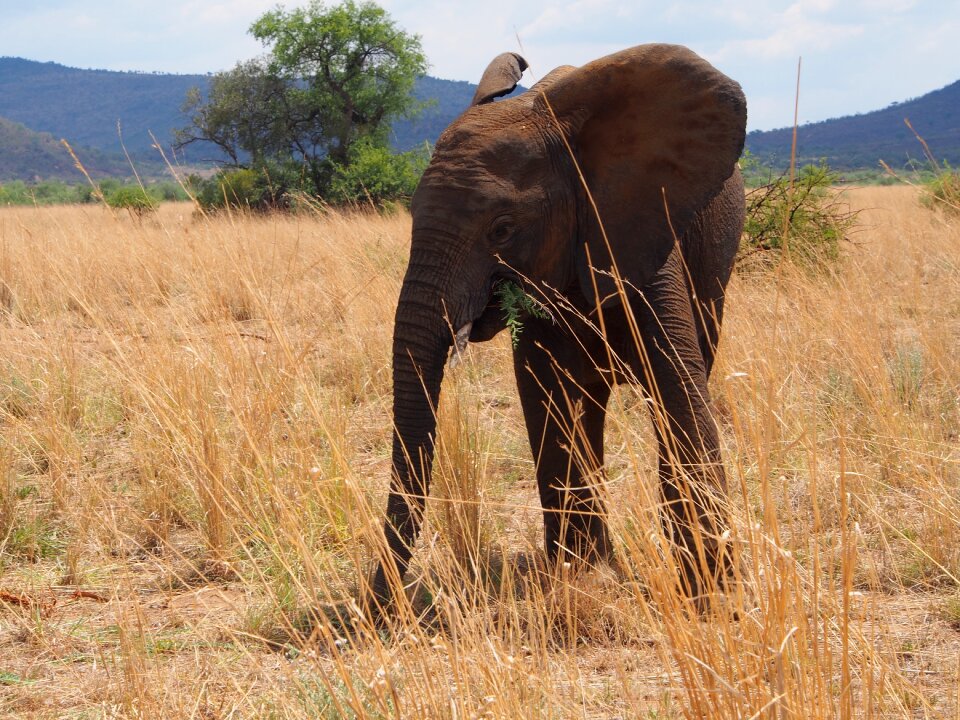 Young elephant big five wild animals