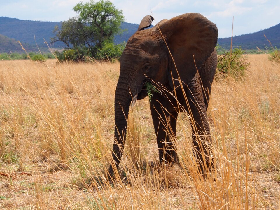 Young elephant big five wild animals photo