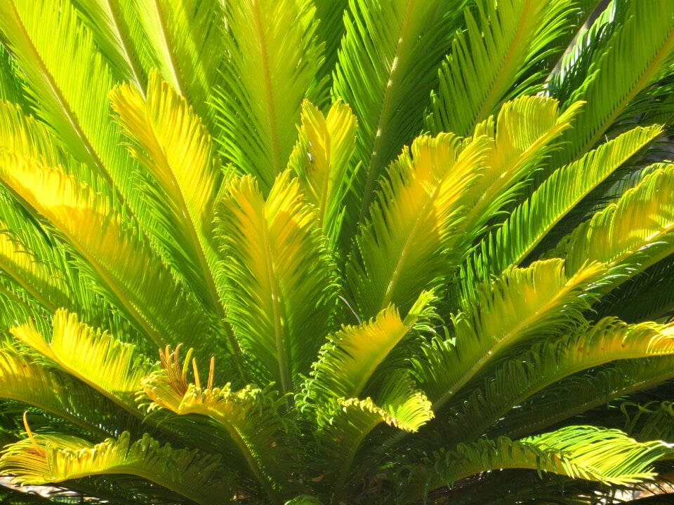 Jungle leaf nature
