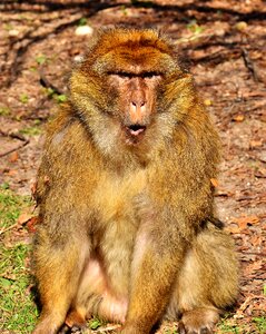 Animal wild animal zoo