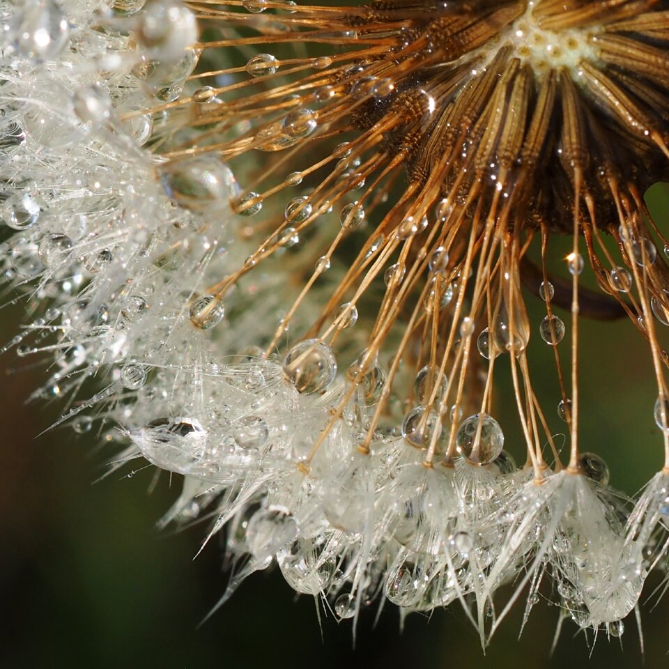 Dew dew-drop nature