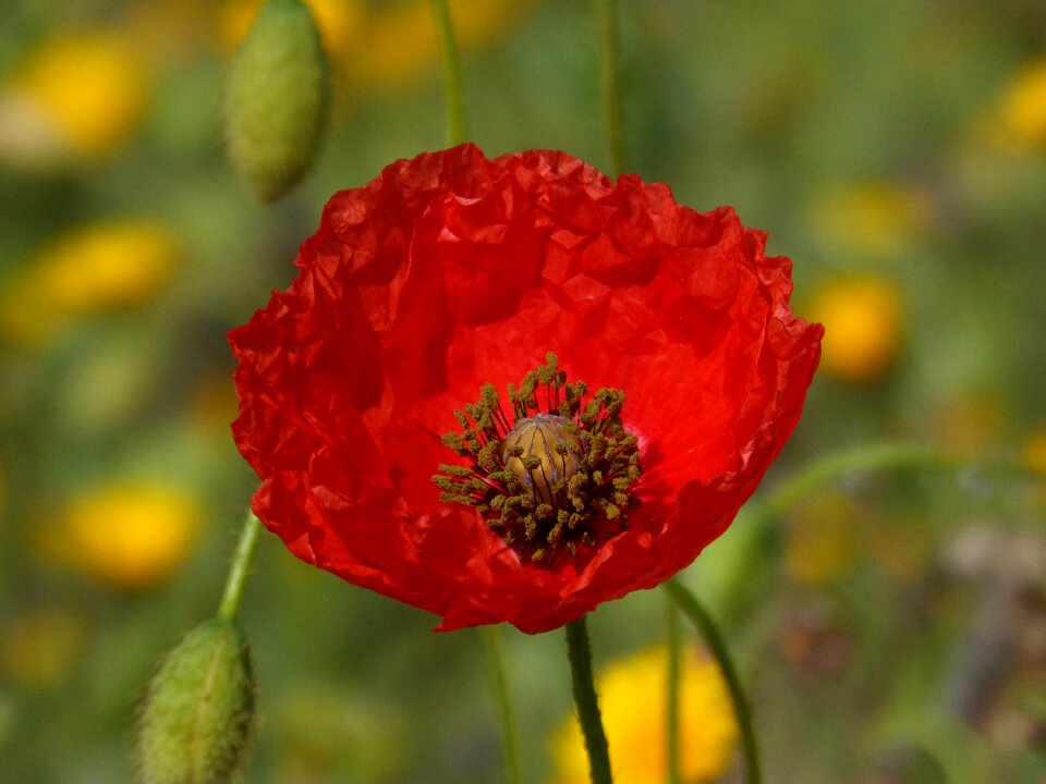 Color red beauty