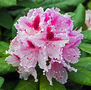Breeding precious variety spring