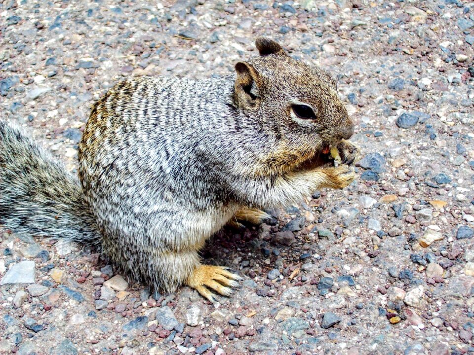 Summer colorado squirrel