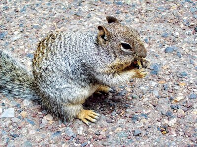 Summer colorado squirrel