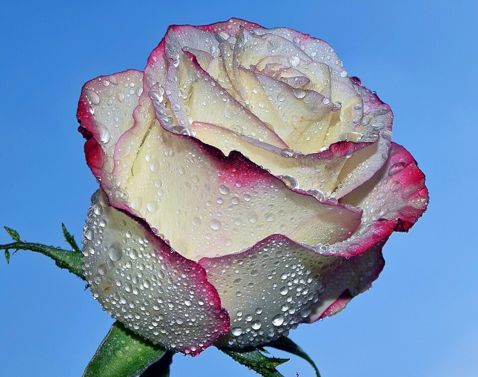 Rose drops blue rose