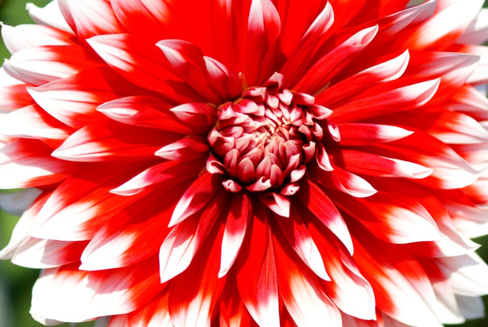 Bloom plant flora