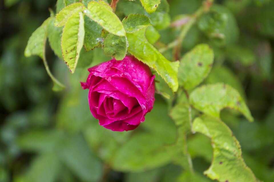 Flower red roses love