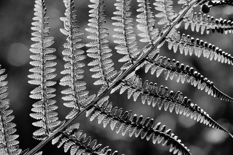 Plant nature black and white