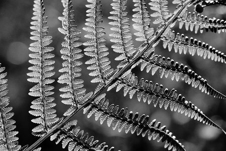 Plant nature black and white